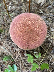 Suillus spraguei