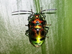 Chrysocoris dilaticollis