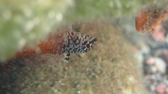 Tripterygion melanurus