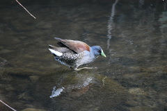 Porphyriops melanops