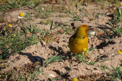 Ploceus capensis