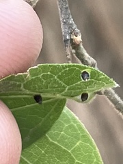 Celticecis aciculata