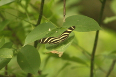Heliconius charithonia vazquezae