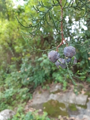 Juniperus procera