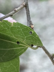 Celticecis aciculata