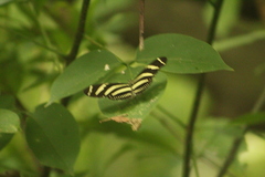 Heliconius charithonia vazquezae