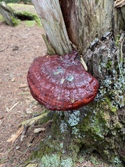 Ganoderma tsugae