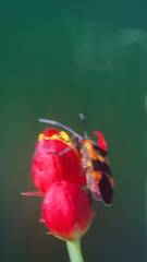 Oncopeltus cingulifer