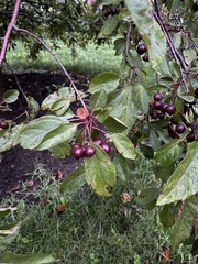 Malus coronaria