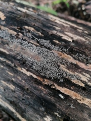 Ceratiomyxa fruticulosa