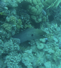 Gymnothorax javanicus