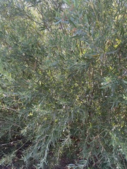 Salix exigua