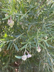 Salix exigua
