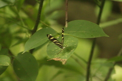 Heliconius charithonia vazquezae