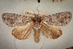 Acronicta modica
