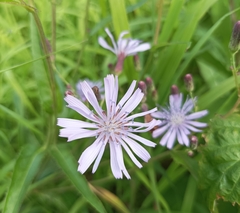 Lactuca sibirica