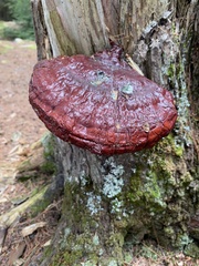 Ganoderma tsugae