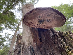 Ganoderma tsugae