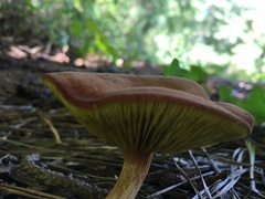 Phylloporus