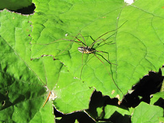 Mitopus