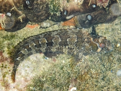 Parablennius gattorugine