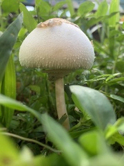 Chlorophyllum molybdites