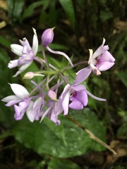 Calanthe masuca