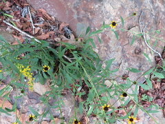 Rudbeckia fulgida