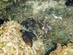 Parablennius gattorugine