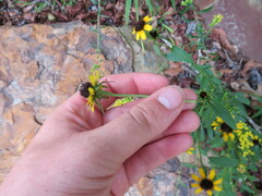 Rudbeckia fulgida