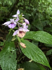 Calanthe masuca