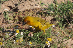 Ploceus capensis