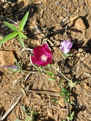 Callirhoe involucrata