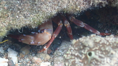 Thalamitinae