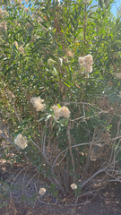 Baccharis salicifolia
