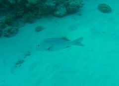 Monotaxis grandoculis