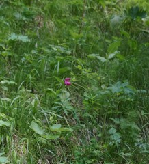 Cypripedium macranthos