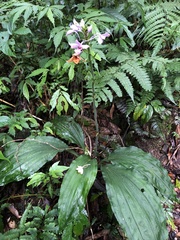 Calanthe masuca