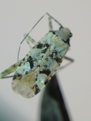 Phytocoris tiliae