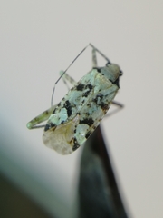 Phytocoris tiliae