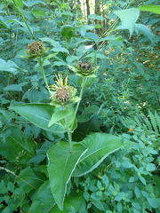 Inula helenium