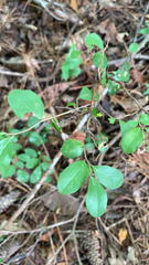Vaccinium arboreum
