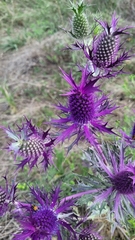 Eryngium leavenworthii