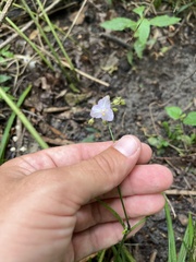 Callisia ornata