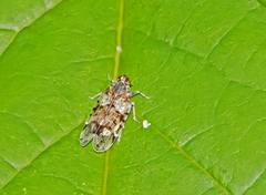 Melanoliarus placitus