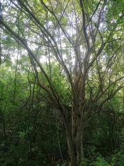 Maclura tinctoria