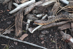 Thamnophis sirtalis pallidulus