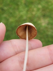 Conocybe apala