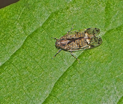 Melanoliarus placitus
