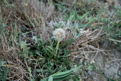 Taraxacum bessarabicum
